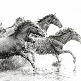 Herd Of Wild Horses Running In Water by Tunart
