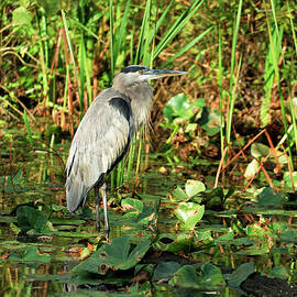 Heron, Cuyahoga Valley Np, Ohio by Heeb Photos