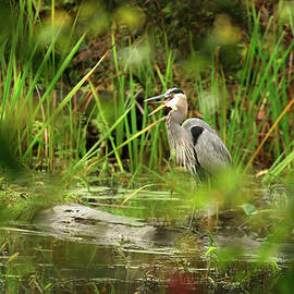 Heron by Heeb Photos