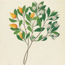 Hexand. Mono. [mimusops Obovata] by Clemenz Heinrich Wehdemann