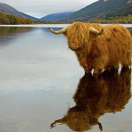 Highland Cow by Empato