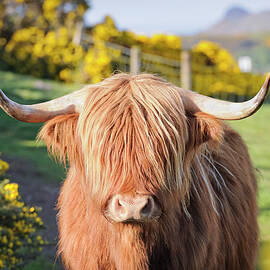 Highland Cow In Flowering Gorse by Georgeclerk