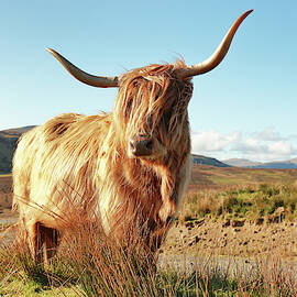 Highland Cow - Isle of Skye by Grant Glendinning