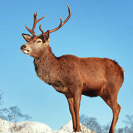 Highland Red Deer Stag by Grant Glendinning