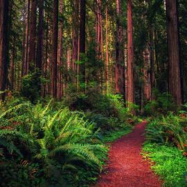 Hiking trail through a Redwood forest in northern California by Miroslav Liska