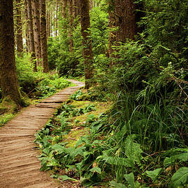 Hiking Trail Through The Redwoods by Andipantz
