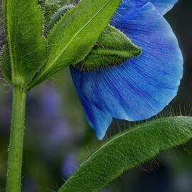 Himalayan Blue Poppy Flower  by Susan Candelario