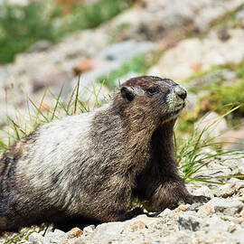 Hoary Marmot, Marmota Caligata, Mount Rainier Nationalpark, Washington, Usa by Konrad Wothe