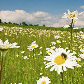 Honey Bee In Wild Daisy Meadow Idyllic by Fotovoyager