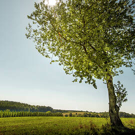 Hop Teaching Trail Wolnzach In The Largest Hop Growing Area In The World. Wolnzach, Hallertau, Bavaria, Germany, Europe by Christoph Olesinski