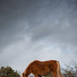 Horse Grazing On Route by Eneko Garcia Ureta - FotografAa