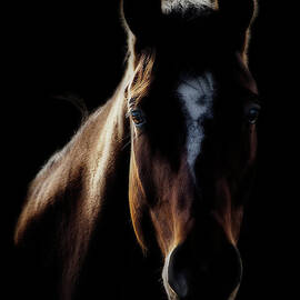 Horse In Backlight by Ryan Courson Photography