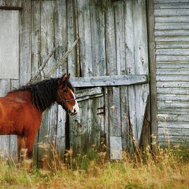 Horse In Front Of Barn by Amanda White