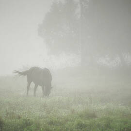 Horse on a Misty Summer Morn by Mary Lee Dereske