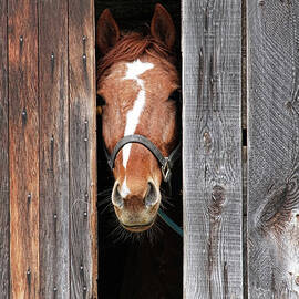 Horse Peeking Out Of The Barn Door by 2ndlookgraphics
