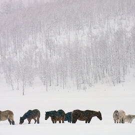 Horses And Aspen Trees On Hills In by David Epperson