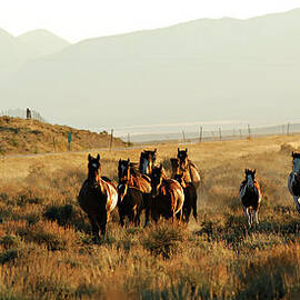 Horses And Cowboy In The Dust by Cgbaldauf