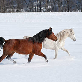 Horses Crossing Snowy Field In Sunlight by Catnap72