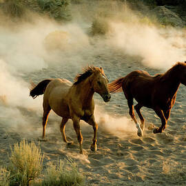 Horses by Garyalvis