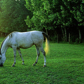 Horses, Richmond, Berkshire County, Ma by Stephen G. Donaldson