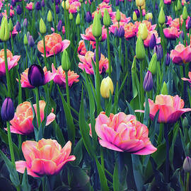 April Tulips by Jessica Jenney