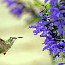 Hummers in Longfellow Gardens by Natural Focal Point Photography