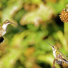 Hummers in Longfellow  by Natural Focal Point Photography