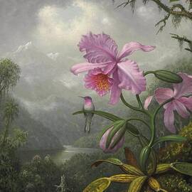 Hummingbird Perched On An Orchid Plant by Martin Johnson Heade