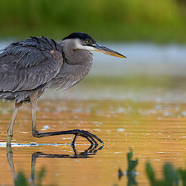 Hungry Heron. by Paul Martin