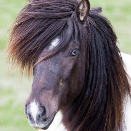 Iceland, South Iceland, Icelandic Horse With Characteristic Blue Eyes by Tim Mannakee
