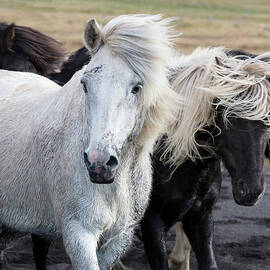 Icelandic Horses, Iceland by Tim Mannakee