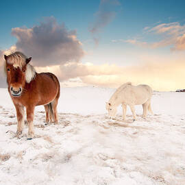 Icelandic Horses On Winter Day by IngAlfur Bjargmundsson