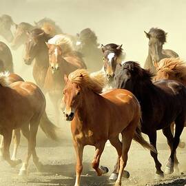 Icelandic Horses Running by David Fettes