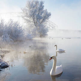 Icy Swan Lake by E.m. Van Nuil