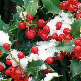 Ilex holly, Berries And Leaves With Snow by Thomas Engelhardt