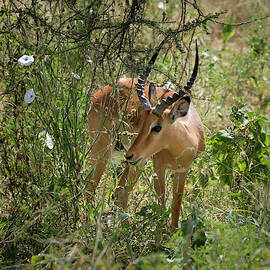 Impala Amongst Morning Glories by Mary Lee Dereske