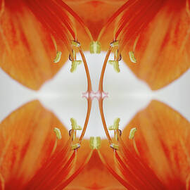 Inside An Amaryllis Flower by Silvia Otte