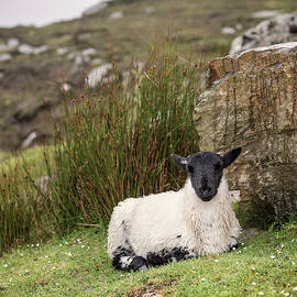 Irish Sheep At Cliffs Slieve League, Teelin, County Donegal, Ireland, Wild Atlantic Way, Europe by Günther Bayerl