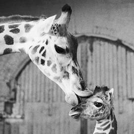 It Isnt Necking Its Mother Love..cleo by New York Daily News Archive