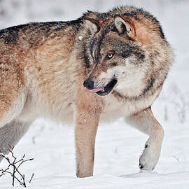 Italy, Friuli-venezia Giulia, Udine District, Alps, Julian Alps, Carnia, Winter, Wolf (canis Lupus) In The Forest by Gabriele Bano