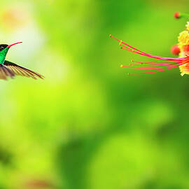 Jamaica, Hummingbird In Flight by Tetra Images