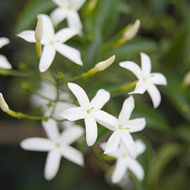 Jasmin Flowers by Veronique Leplat