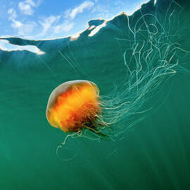 Jellyfish, Alaska by Paul Souders
