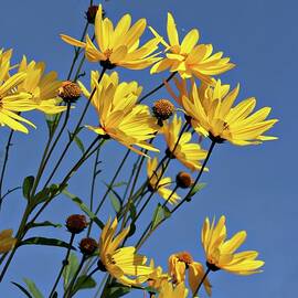 Jerusalem Artichoke Flowers by Alexandra Panella