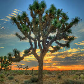 Joshua Tree At Sunrise by Kyle Hammons