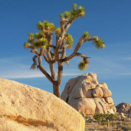 Joshua Tree In Park by Massimo Ripani