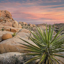 Joshua Tree National Park by Alan Majchrowicz