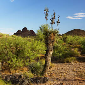 Joshua Trees by Dustypixel