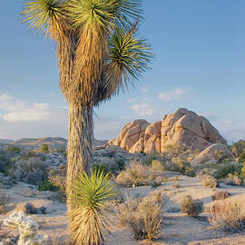 Jumbo Rocks And Joshua Tree Yucca by Alan Majchrowicz
