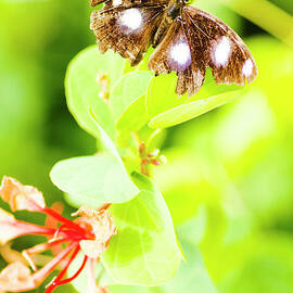 Jungle bug by Jorgo Photography